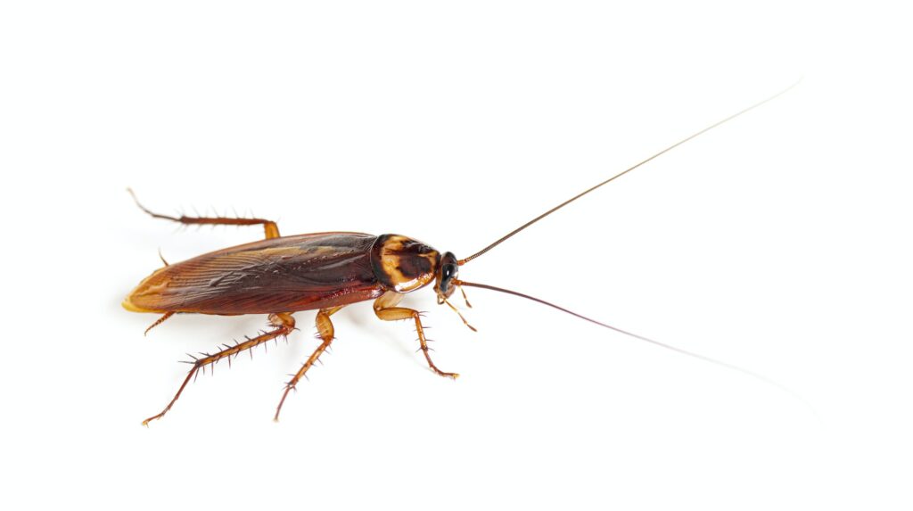 American cockroach, Periplaneta americana, isolated on white