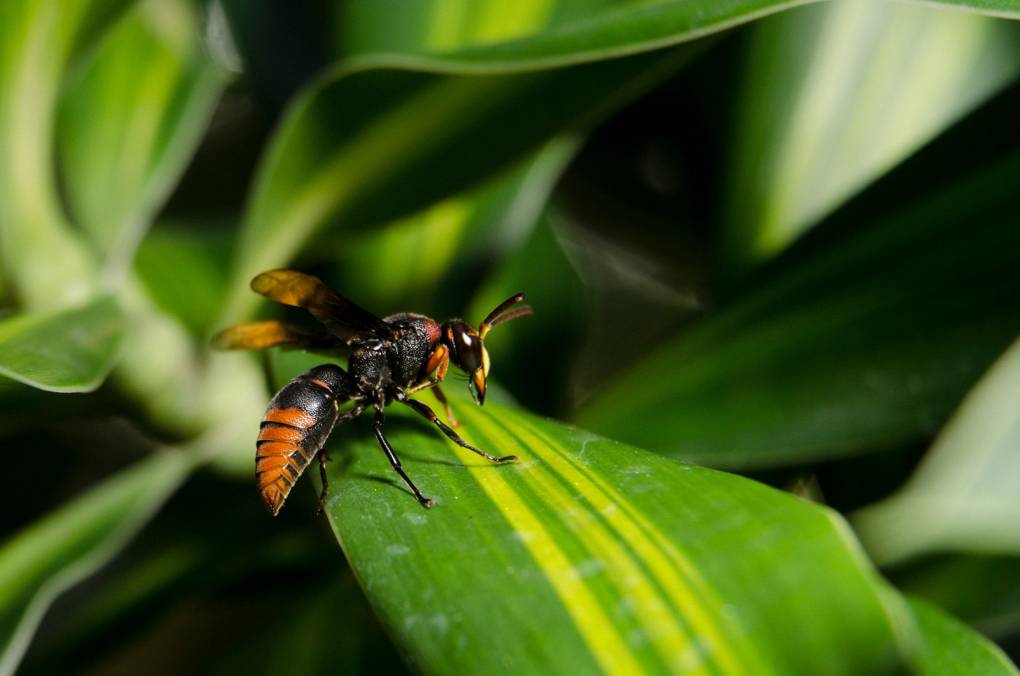 Closeup of Asian hornet, Vespa velutina on a plant.