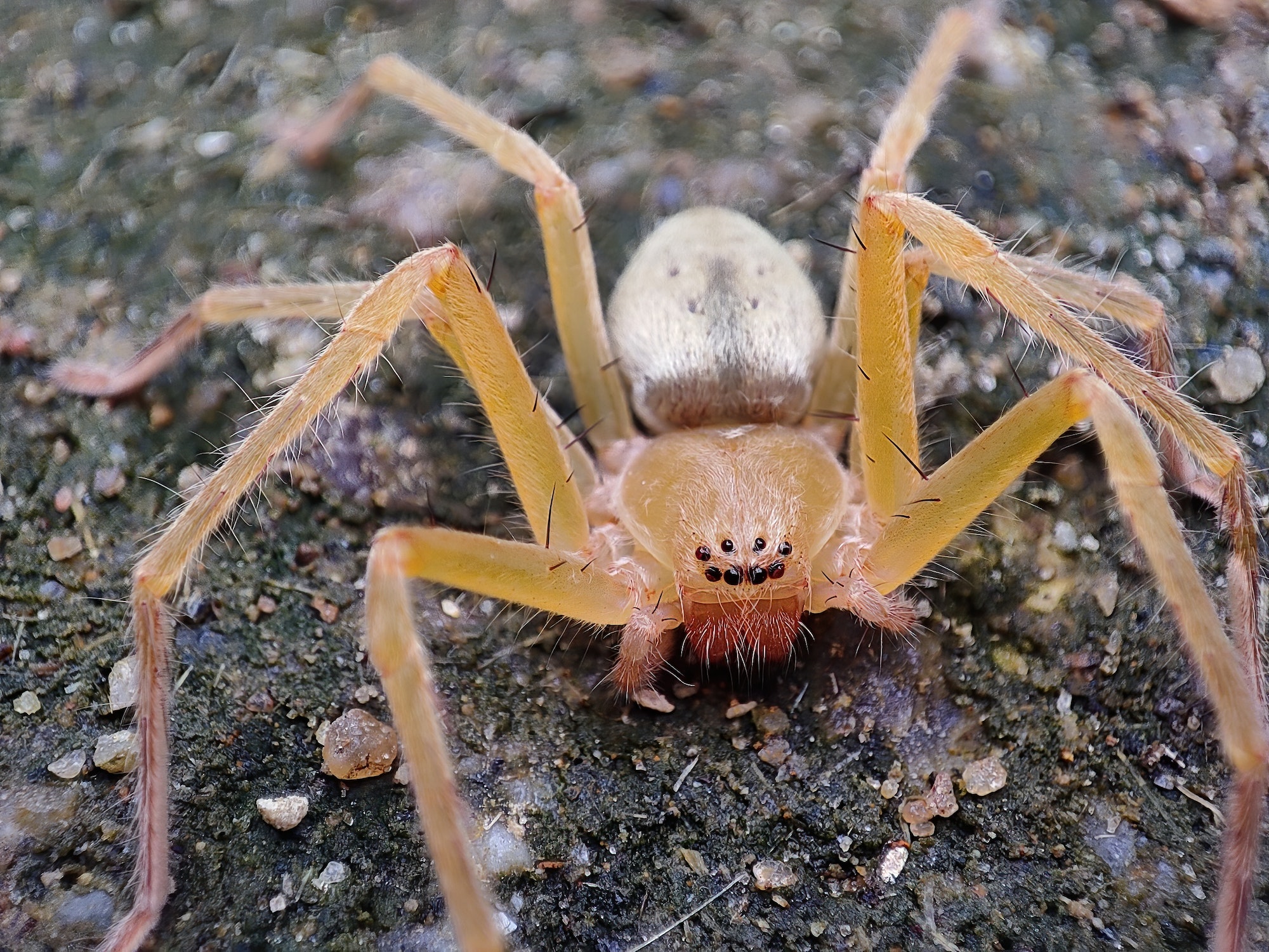 Closeup shot of a brown recluse spider on the soil
