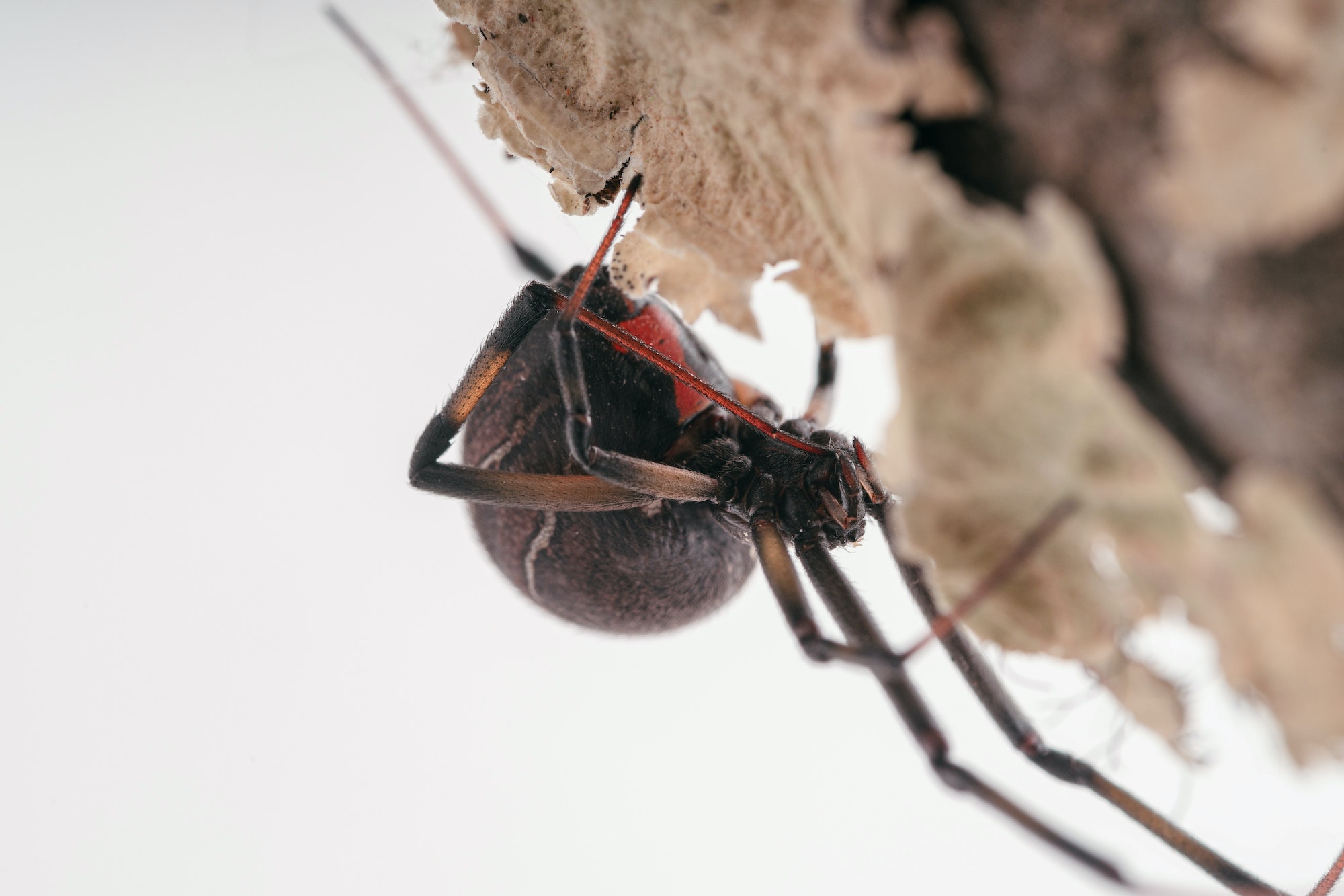 Closeup shot of brown widow spider