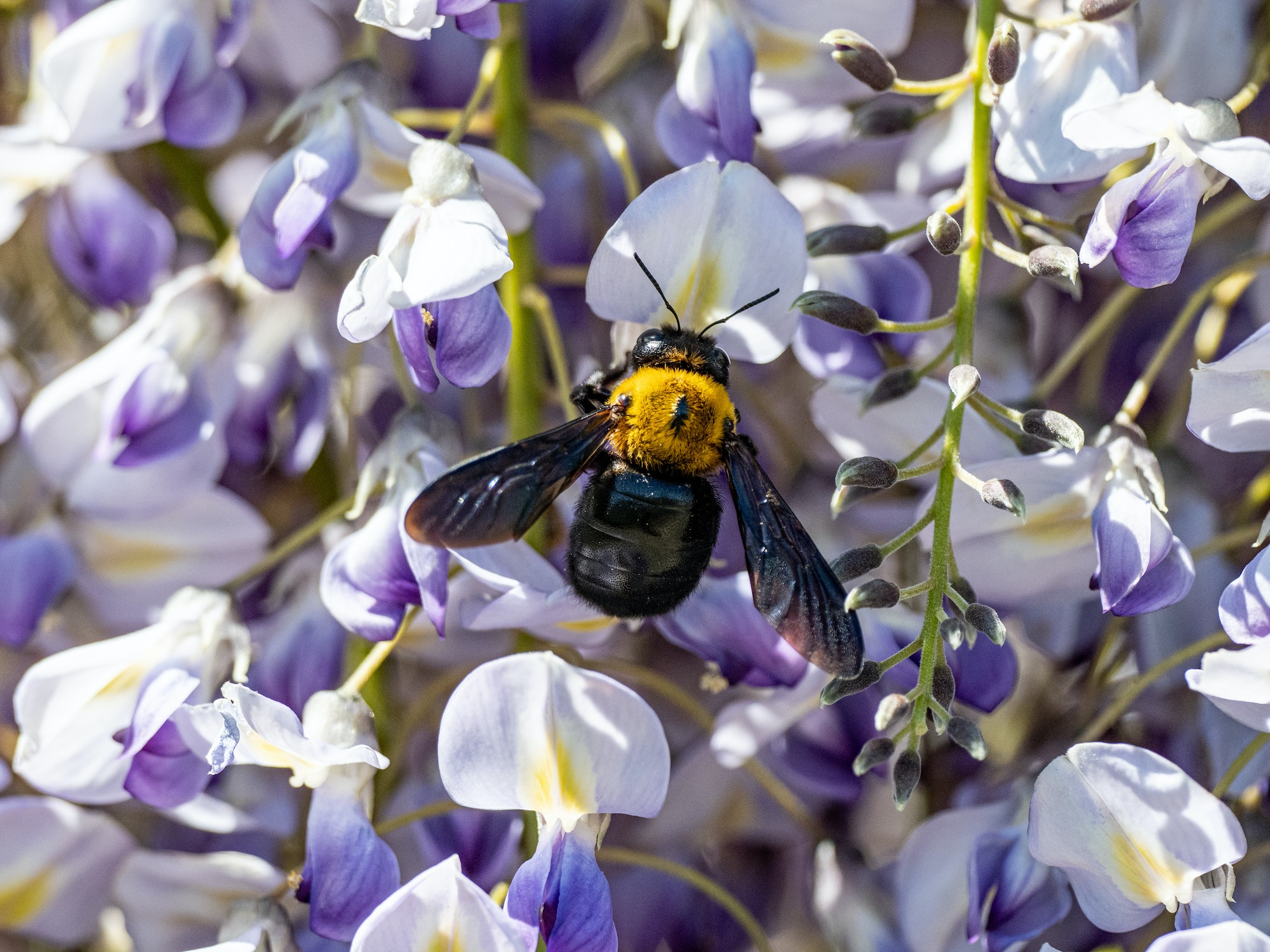 Selective focus shot of a Japanese carpenter bee collecting pollen on a purple flower